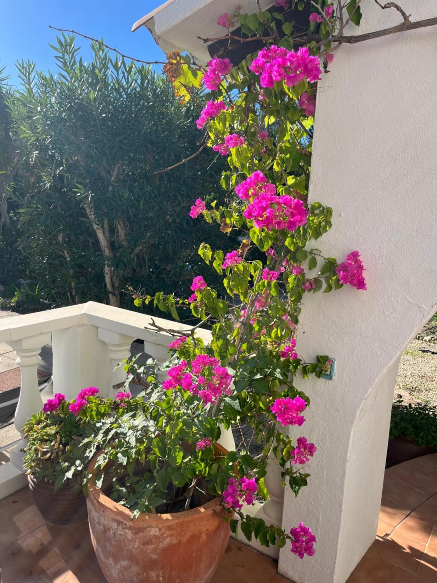 Villa Cecylia Es Canutells Εξωτερικό φωτογραφία